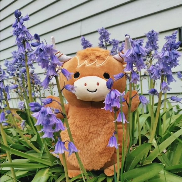 Squishmallows Other - 14” Wilfred the highland Cow Hug me Squishmallows NWT